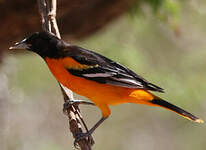 Oriole du Nord