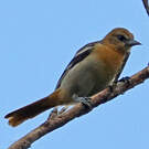 Oriole du Nord