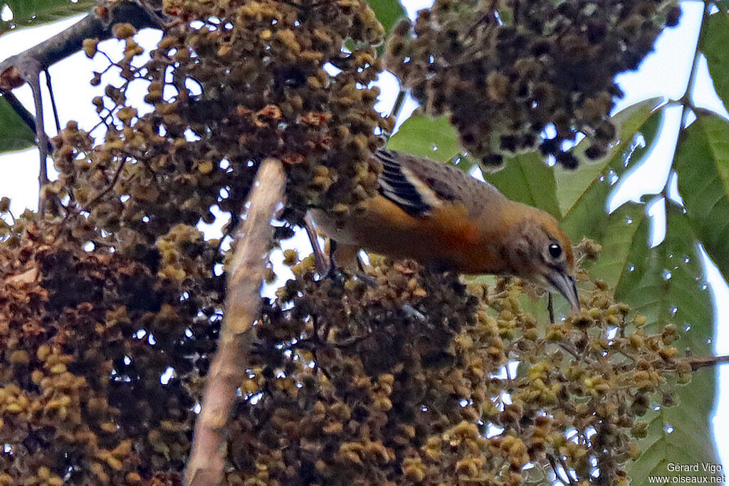 Oriole du Nord