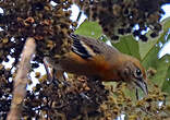 Oriole du Nord