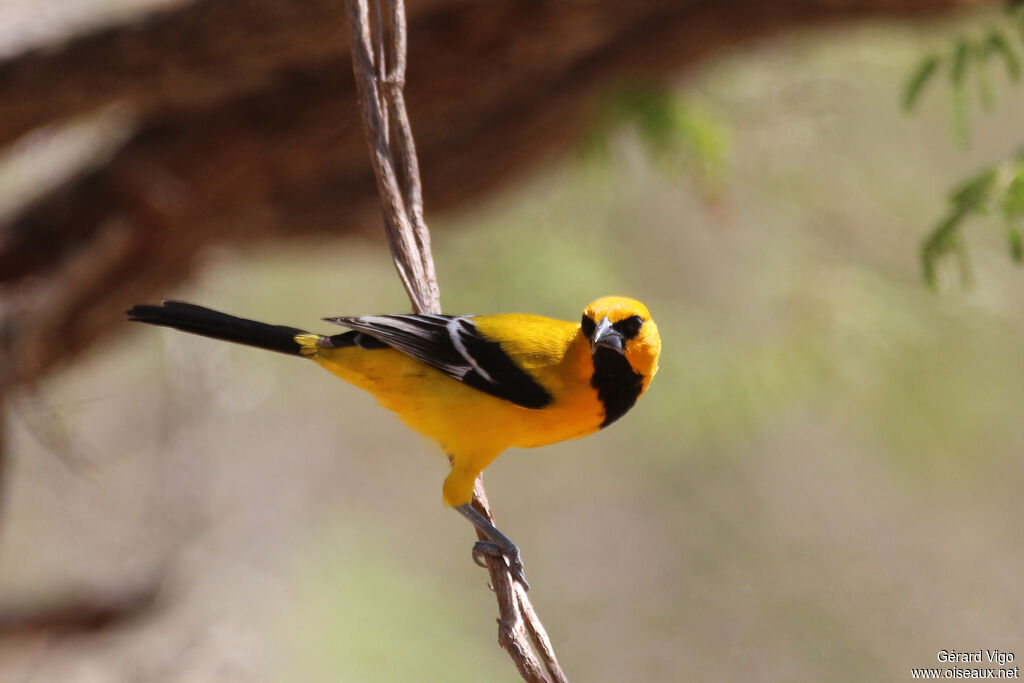 Oriole jauneadulte