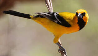 Yellow Oriole