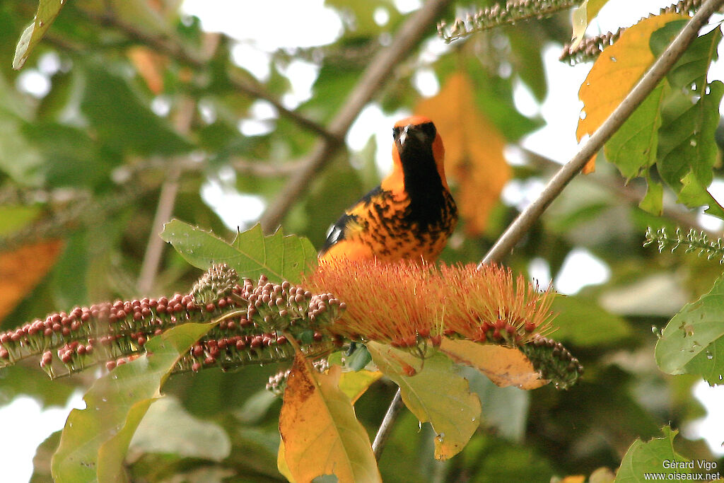 Oriole maculé mâle adulte