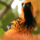Oriole maculé