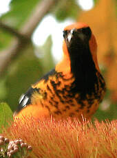 Oriole maculé