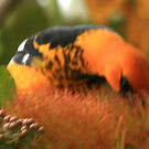 Oriole maculé
