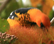 Oriole maculé