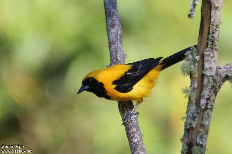 Yellow-backed Orioleadult, identification
