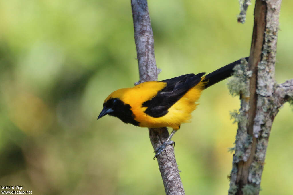 Oriole noir et oradulte, identification