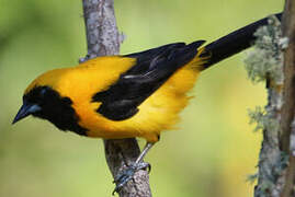 Yellow-backed Oriole