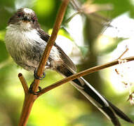 Long-tailed Tit