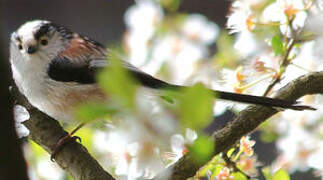 Long-tailed Tit