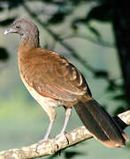 Grey-headed Chachalaca