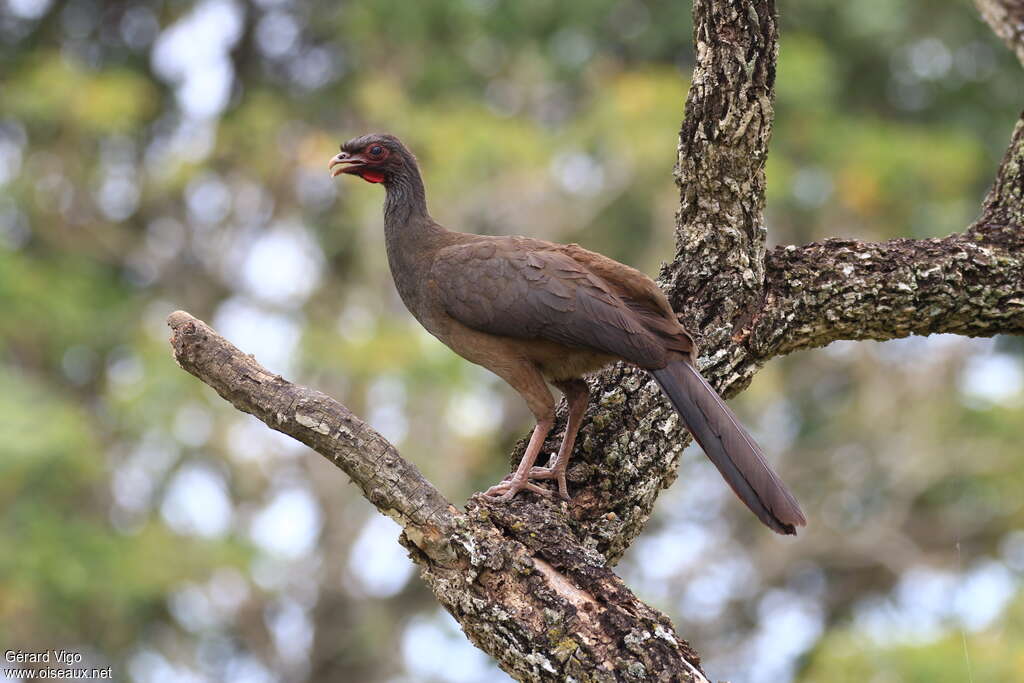 Chaco Chachalacaadult, identification