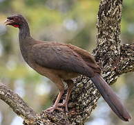 Chaco Chachalaca