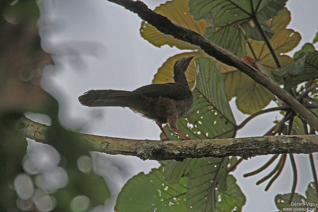 Speckled Chachalacaadult