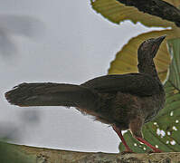 Speckled Chachalaca