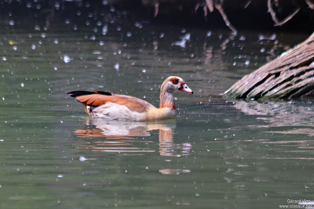 Egyptian Gooseadult