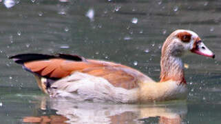 Egyptian Goose