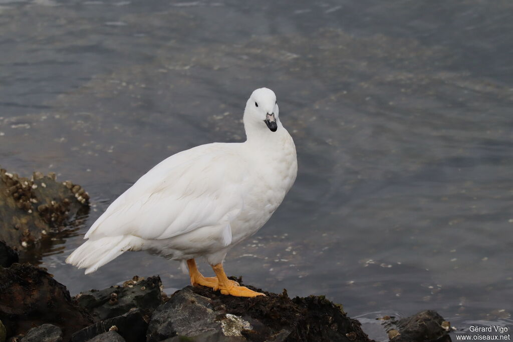 Kelp Goose male adult