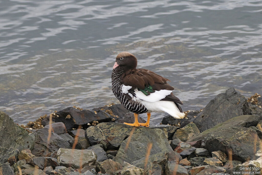 Kelp Goose female adult