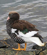 Kelp Goose