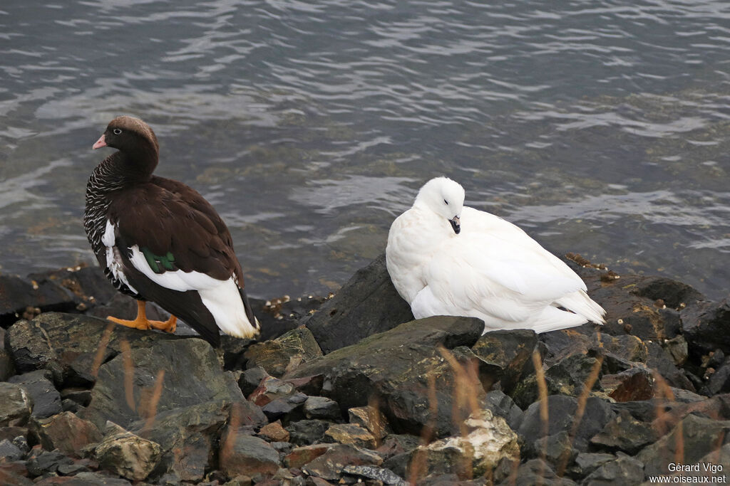 Kelp Gooseadult