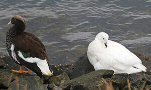 Kelp Goose