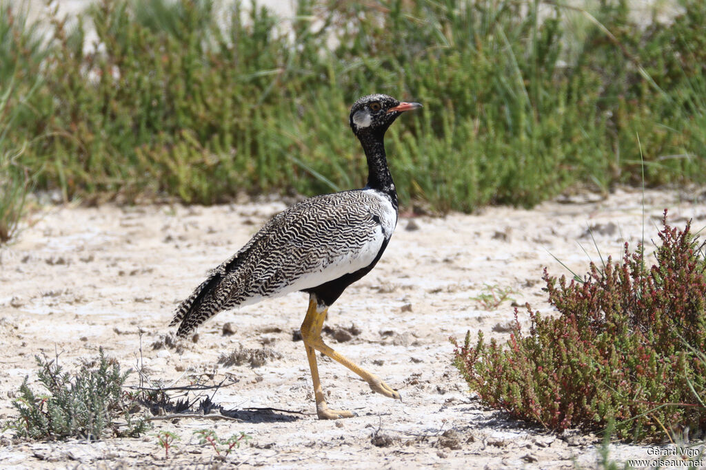 Outarde à miroir blanc