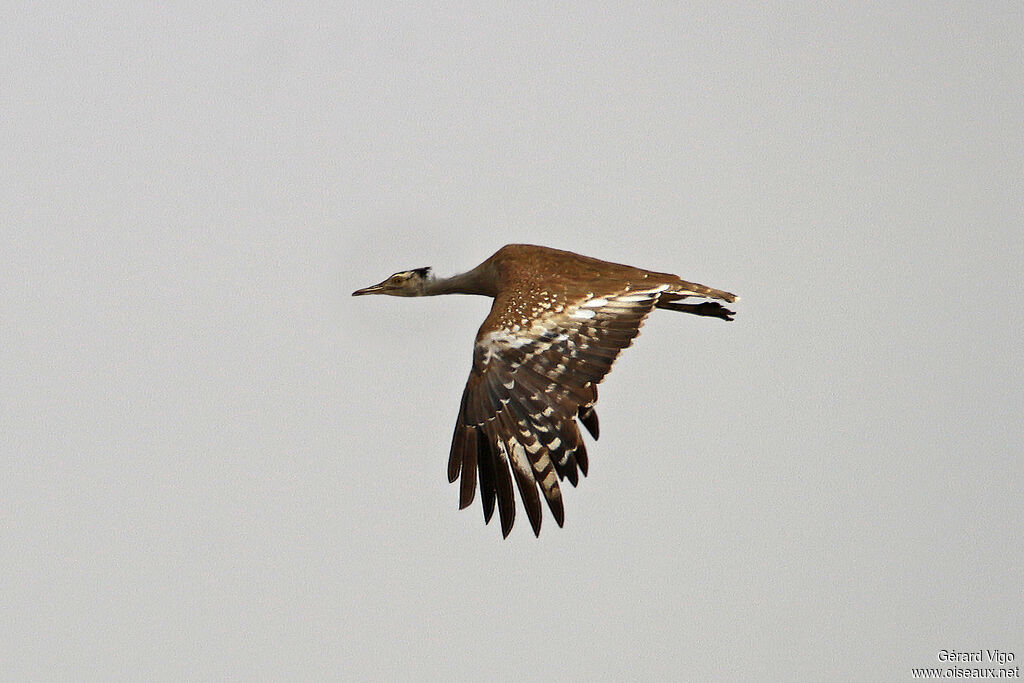 Arabian Bustardadult, Flight