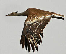 Arabian Bustard