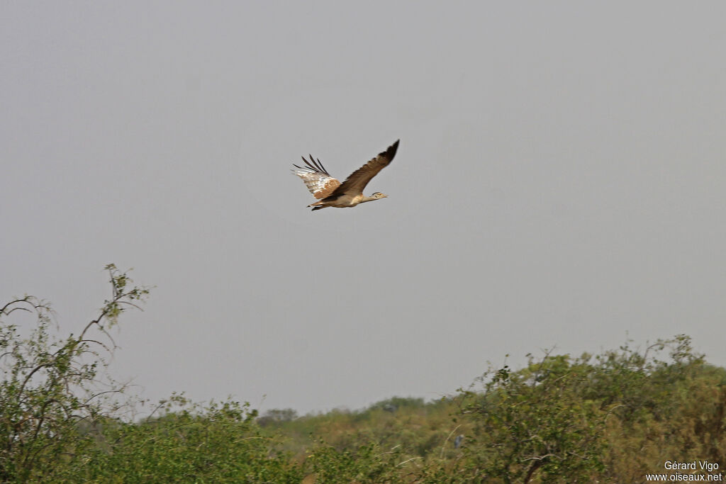 Arabian Bustardadult, Flight