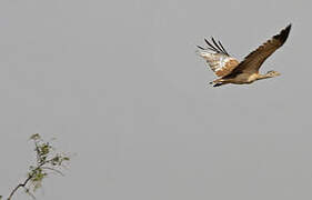 Arabian Bustard