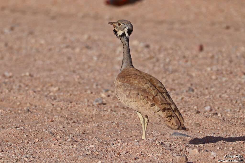 Outarde de Rüppell mâle adulte