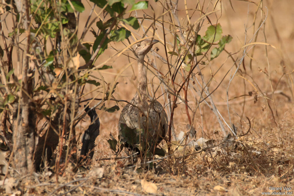 Savile's Bustard female adult