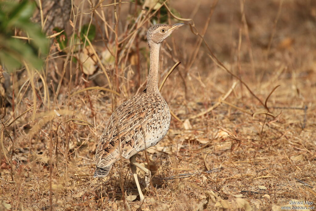 Savile's Bustard female adult