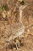 Savile's Bustard