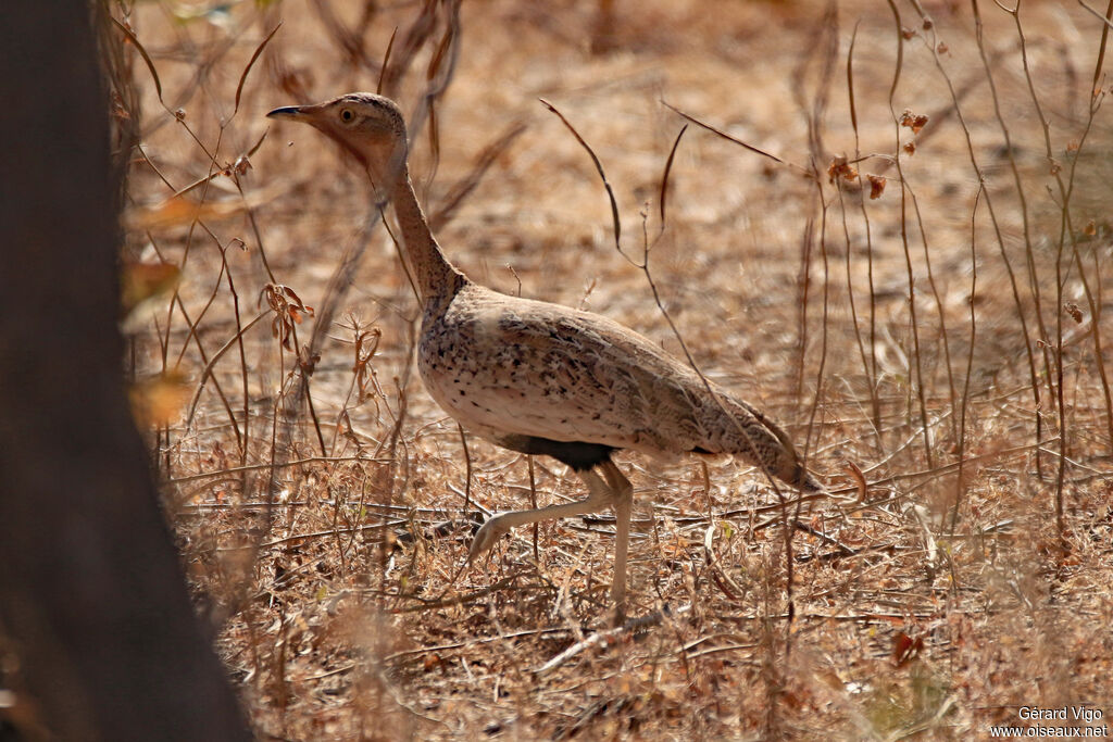 Savile's Bustard female adult