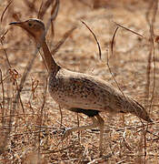 Savile's Bustard