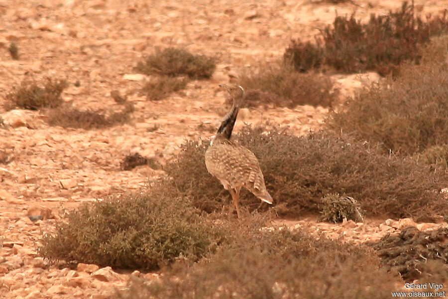 Houbara Bustardadult