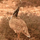 Outarde houbara