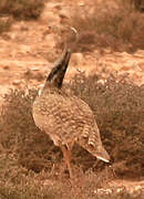 Houbara Bustard