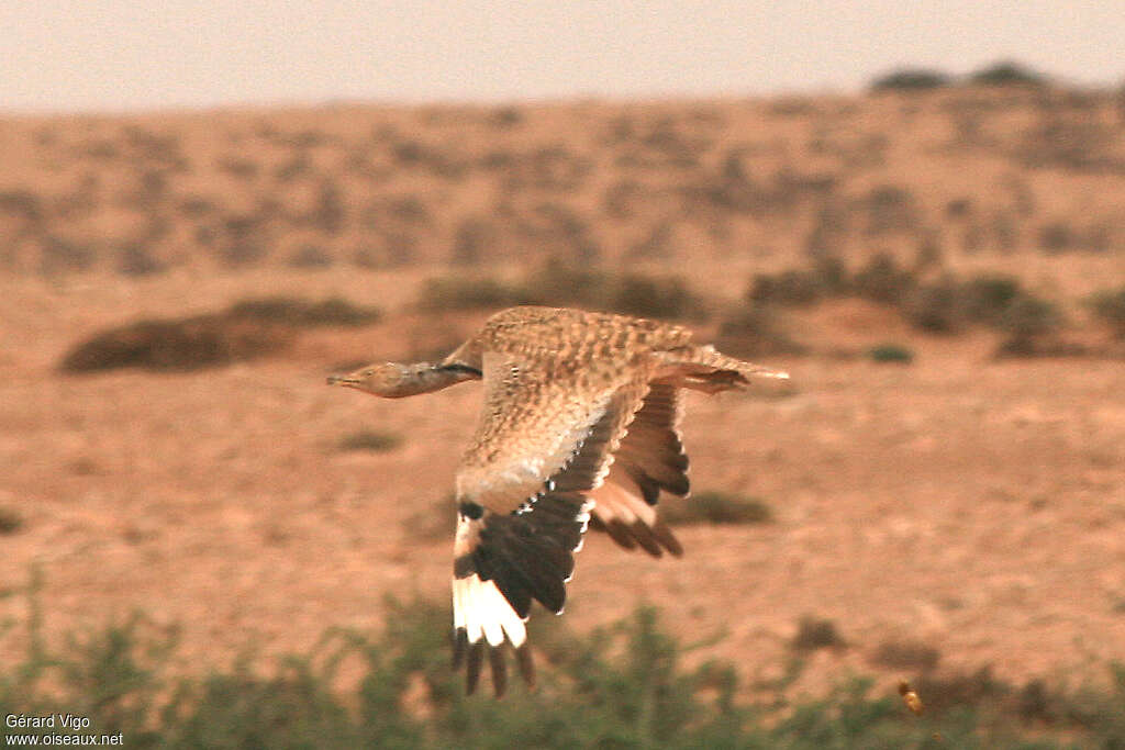 Houbara Bustardadult, Flight