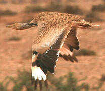 Houbara Bustard