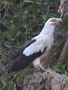 Palm-nut Vulture