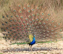 Indian Peafowl