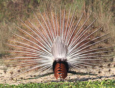 Indian Peafowl