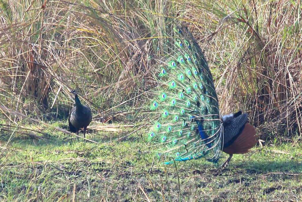 Indian Peafowl adult breeding