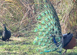 Indian Peafowl