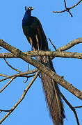 Indian Peafowl